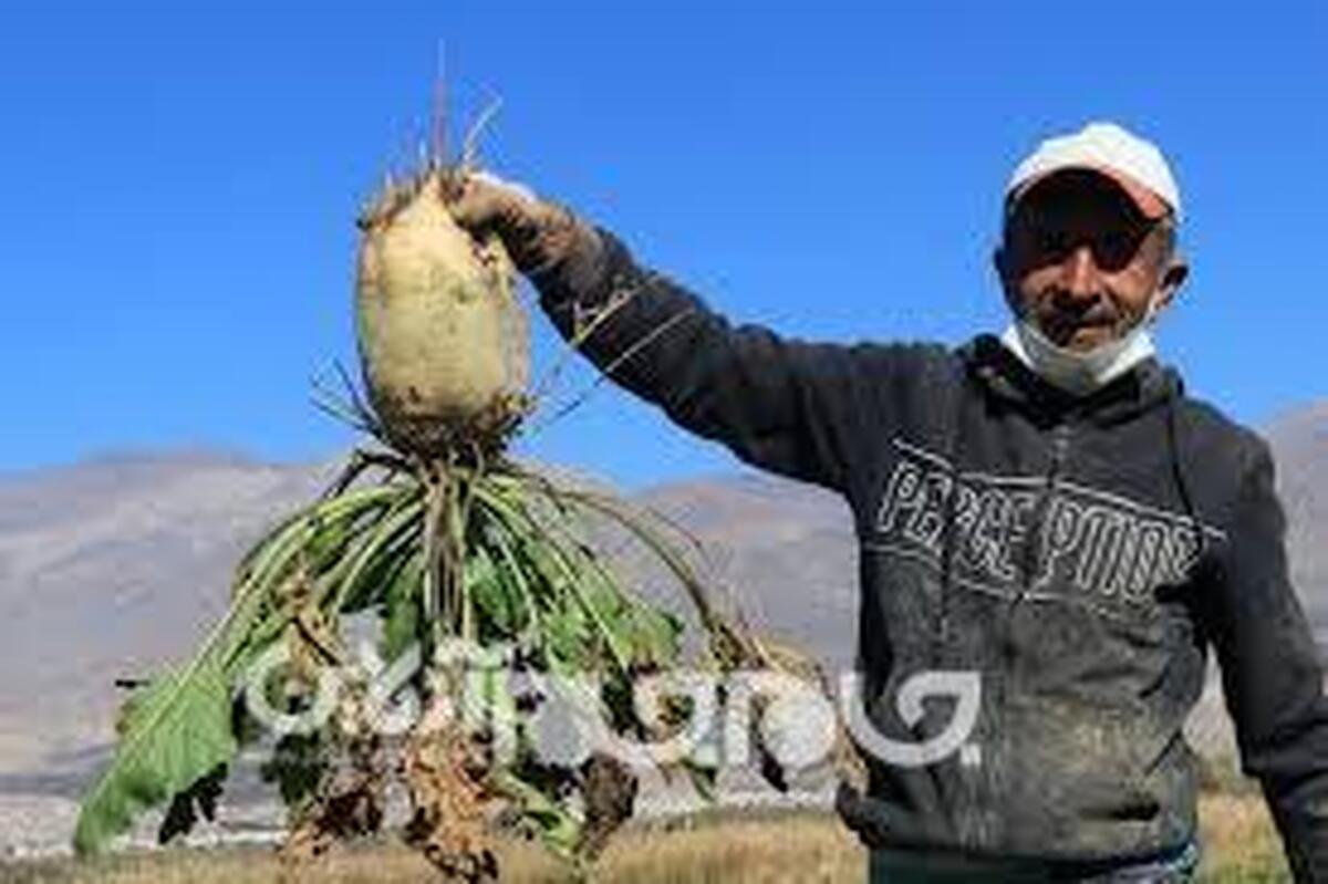 مدیر پنبه و دانه‌های روغنی جهاد کشاورزی گلستان گفت: استان گلستان با تولید بیش از ۲۰۰ هزار تن چغندرقند پاییزه، دارای رتبه دوم تولید این محصول در کشور است.