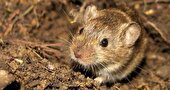 هشدار افزایش جمعیت موش‌ها در مزارع اردبیل