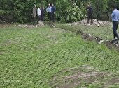 مزارع شالیزاری، راه‌ها و خانه‌ها در سیل ویرانگر تخریب شدند
