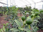 تولید سالانه 105 تن لیمو ترش گلخانه ای در ساری