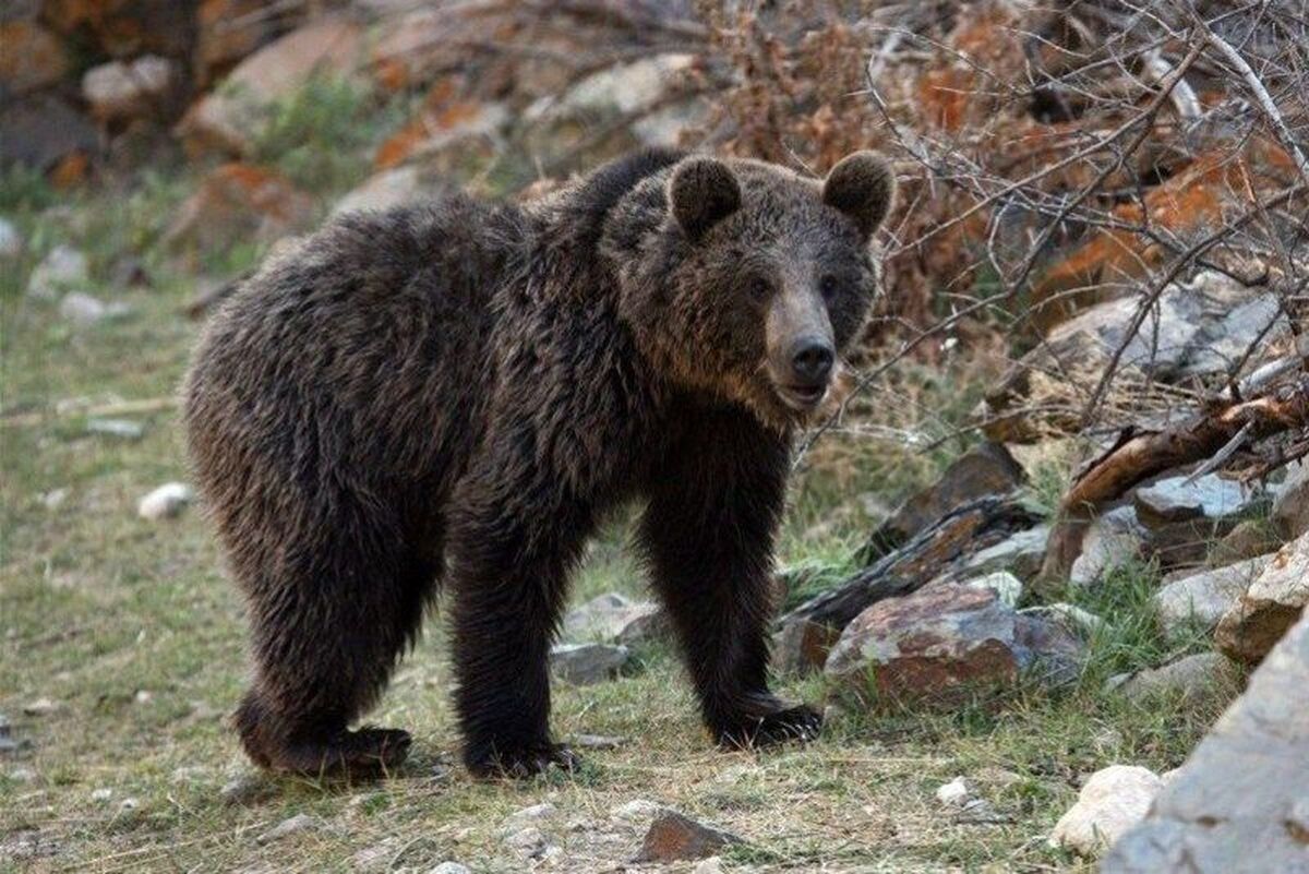 خرم آباد – جام جم آنلاین - مدیرکل حفاظت محیط زیست لرستان گفت: یک قلاده خرس قهوه‌ای در منطقه حفاظت شده قالیکوه شهرستان الیگودرز به عنوان هشتمین خرس رصد شده در استان طی سال جاری مشاهده شد