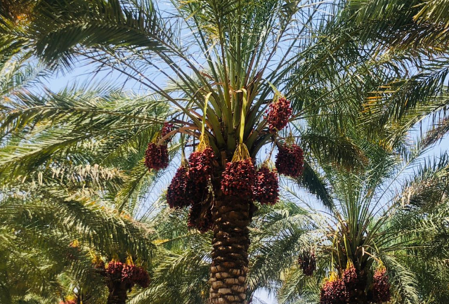 ۱۴۰ هزار تن خرما در سیستان و بلوچستان برداشت شد