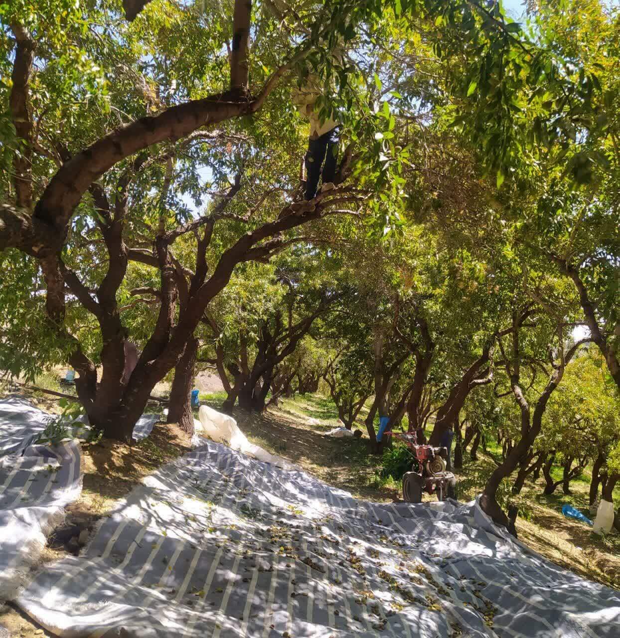 آغاز براشت بادام در چهارمحال و بختیاری آغاز براشت بادام در چهارمحال و بختیاری