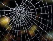 پروانه‌ای که سوخت