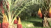 برداشت بیش از ۱۷۵ هزار تن انواع خرما در سیستان و بلوچستان