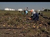 سرشماری عمومی کشاورزی در اردبیل آغاز شد