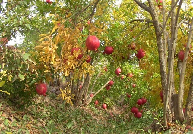 چهارمین جشنواره انار بجستان با حضور استاندار خراسان رضوی برگزار شد