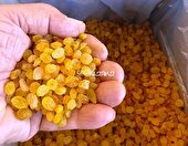 یک سوم کشمش کشور در ملکان تولید می شود