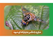 ردیابی مگس میوه در 4700 هکتار باغ بابل