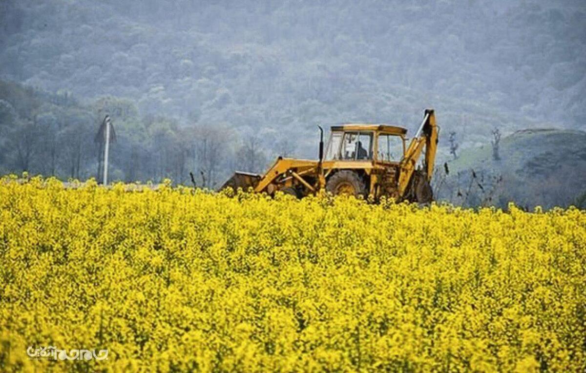 کشاورزان گلستانی برای کشت کلزا شتاب کنند