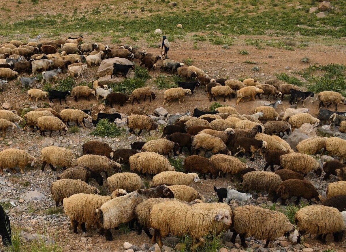 اختصاص اعتبار یکهزار و ۲۰۰ میلیارد ریالی مرهمی بر زخم‌های کهنه عشایر کهگیلویه وبویراحمد در زمینه‌های دسترسی به آب آشامیدنی و زیرساخت‌های اولیه زندگی این قشر تولیدکننده است.