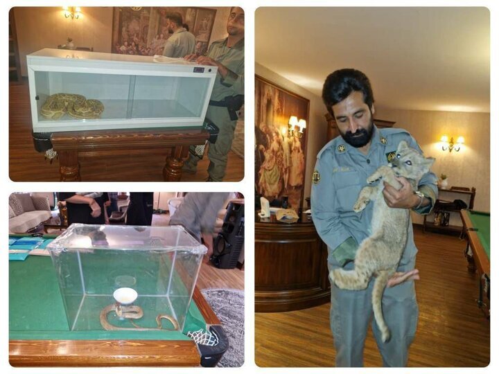 عکس | ماجرای کشف دو مار پیتون و کبری در تهران چه بود؟