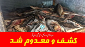 معدوم شدن ۴۳۰ کیلوگرم ماهی فاسد