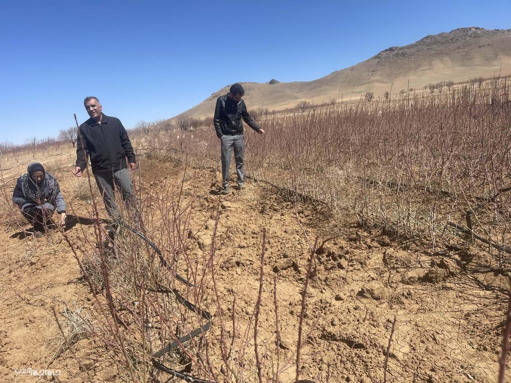 نهالستان هاي فاقد مجوز شهرستان بن شناسايي و اخطار جمع آوري و امها و عدم عرضه نهال  دريافت كردند