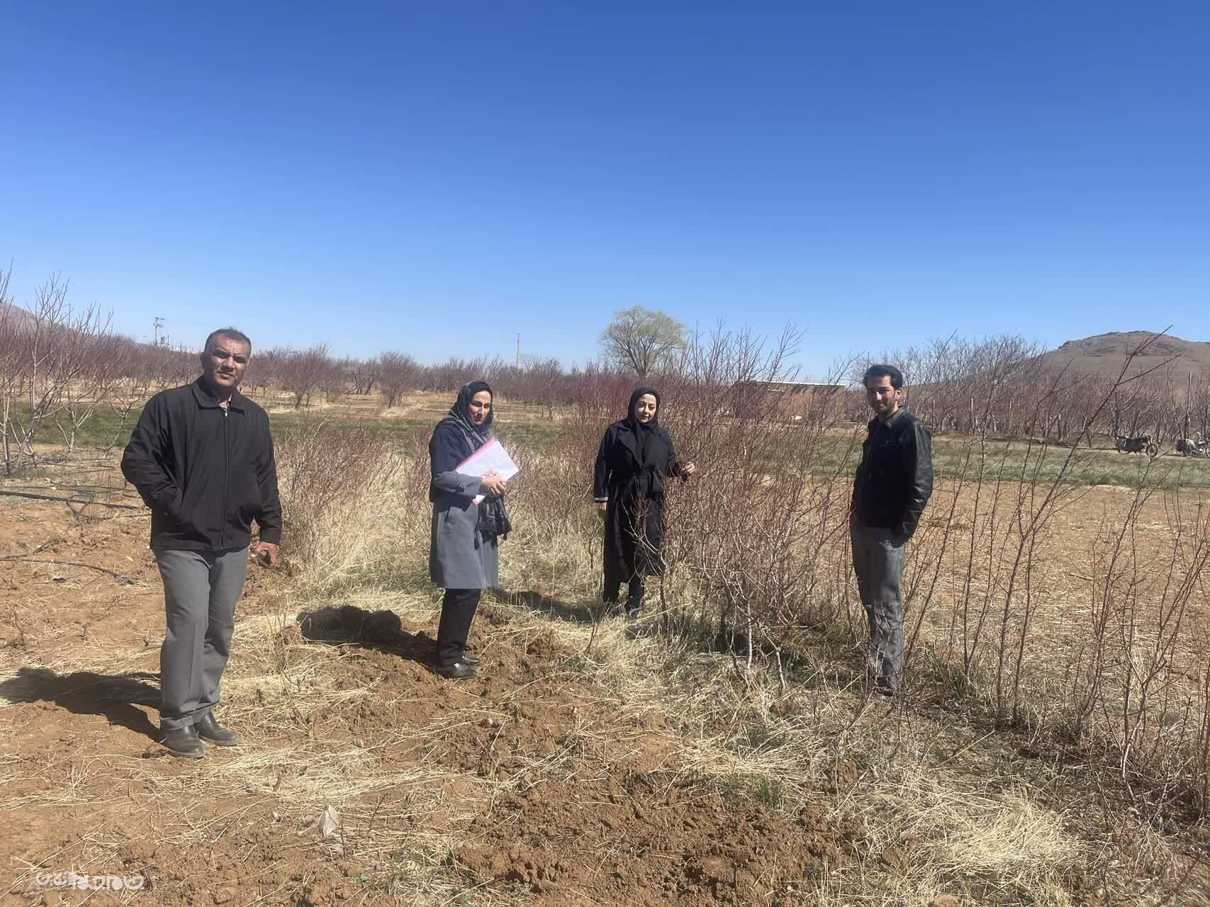 نهالستان هاي فاقد مجوز شهرستان بن شناسايي و اخطار جمع آوري و امها و عدم عرضه نهال  دريافت كردند