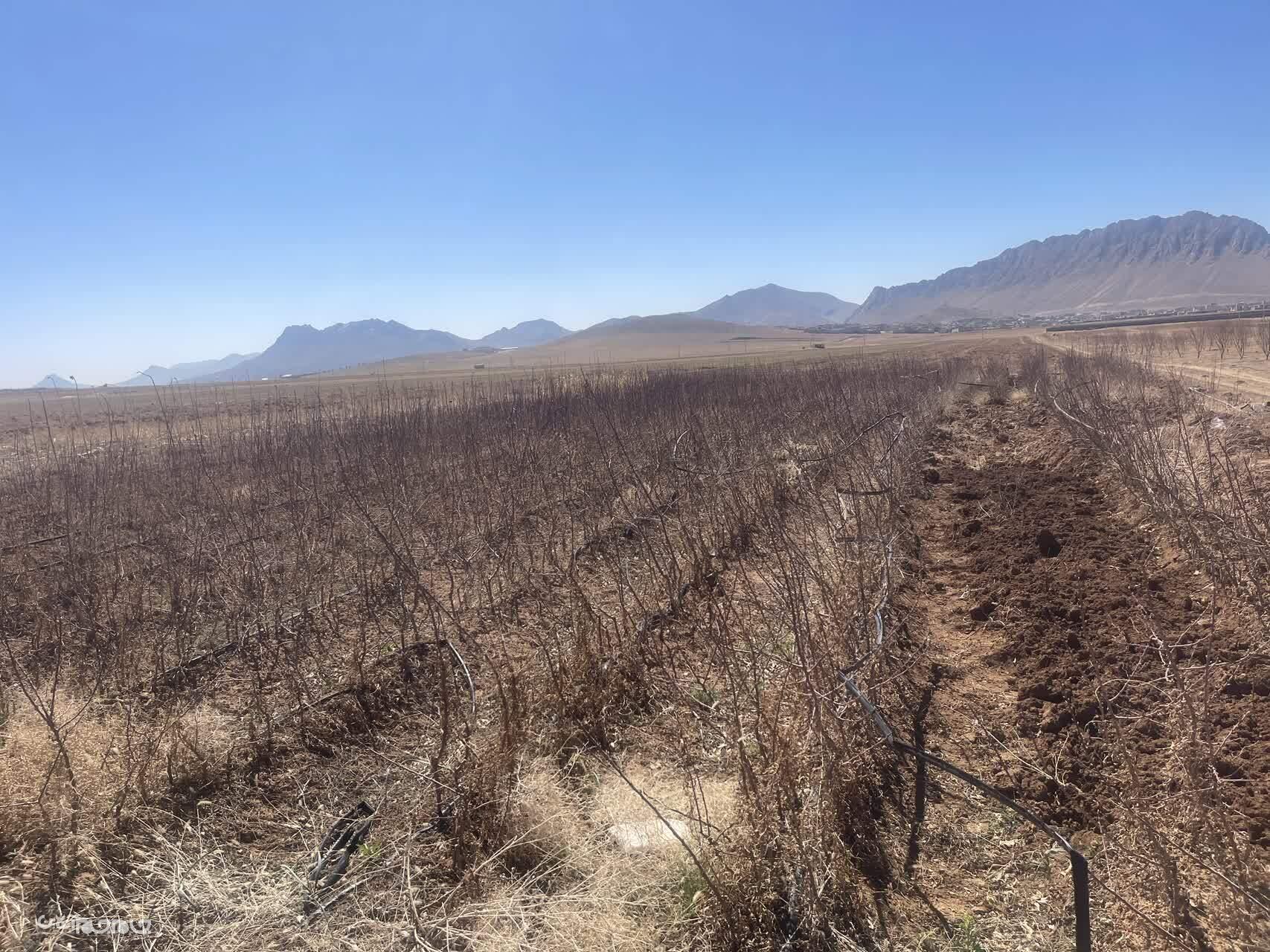 نهالستان هاي فاقد مجوز شهرستان بن شناسايي و اخطار جمع آوري و امها و عدم عرضه نهال  دريافت كردند