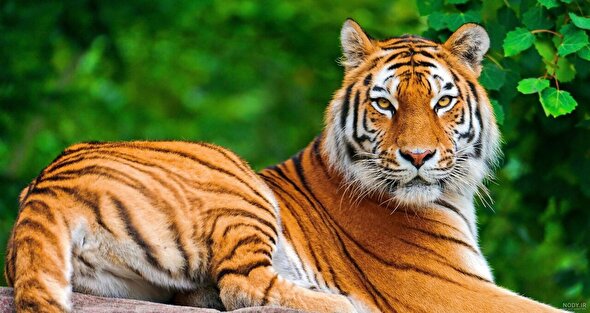 ببینید | ببر در بالگرد