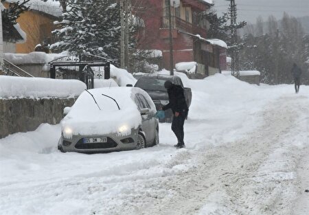ببینید | گاوها یخ زدند