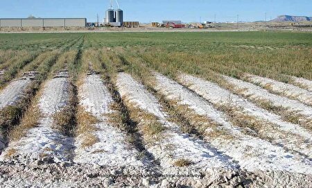 تلخی‌های شوری خاک