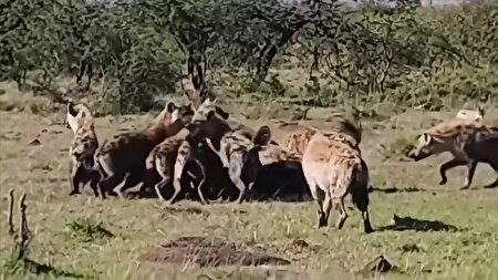 ببینید | تصمیم سخت زرافه