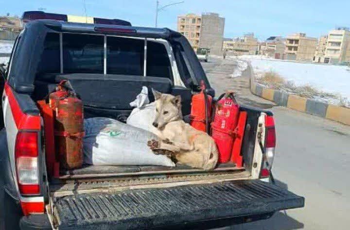 زنده‌گیری گرگ سرگردان در بروجن