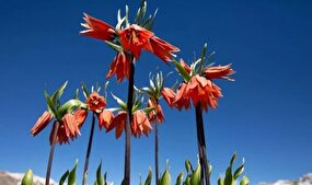 «شاعر لاله‌های واژگون» به شبکه مستند رسید