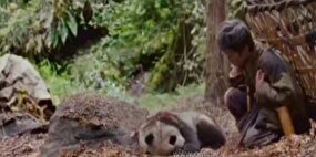 «بازگشت پاندا به خانه»