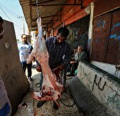 ۹۵۷ تن فرآورده خام دامی غیربهداشتی در خراسان رضوی ضبط شد