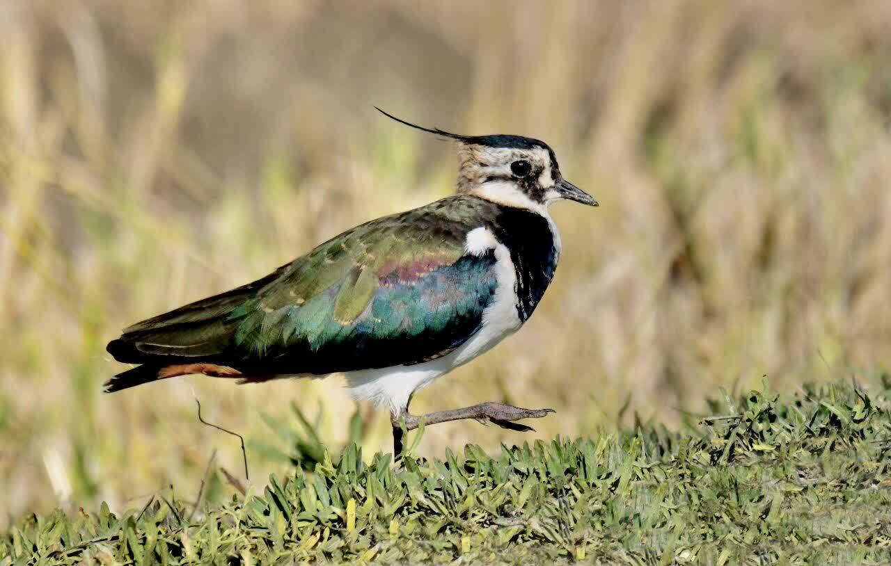 خروس زیبای کُلی نجات یافت