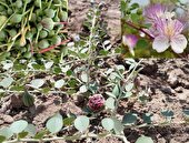 نسخه باغبانی یزد برای سازگاری با خشکسالی