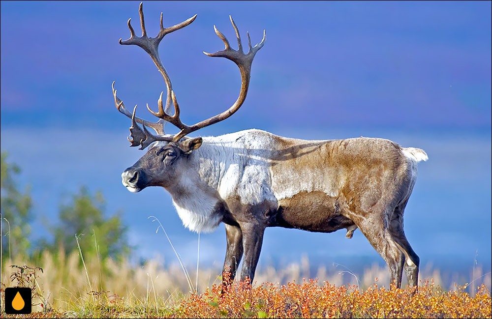 ببینید | نجات گوزن از یخ!