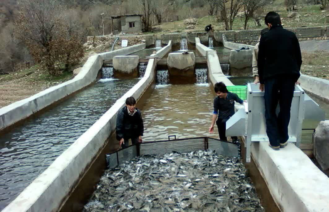 آغاز آمارگیری مزارع پرورش ماهی سردابی استان