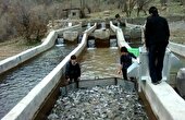 آغاز آمارگیری مزارع پرورش ماهی سردابی استان