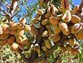 نهال بادام پربازده در خشکسالی، رتبه 1 بازار نهال فروشی تهران شد