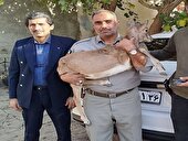 سه عملیات موفق محیط‌زیست مشهد در مقابله با شکار و نگهداری غیرقانونی حیات وحش