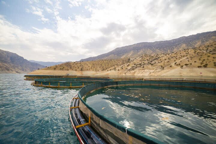 چهارمحال و بختیاری در زمره استان‌های پیشرو در صنعت شیلات در سطح کشور