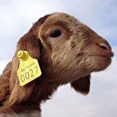 تمام دام‌های استان باید دارای پلاک گوش ۱۵ رقمی شوند