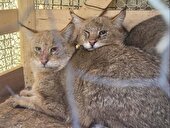 کشف و ضبط ۲ گربه وحشی کمیاب توسط یگان حفاظت محیط زیست کرمانشاه