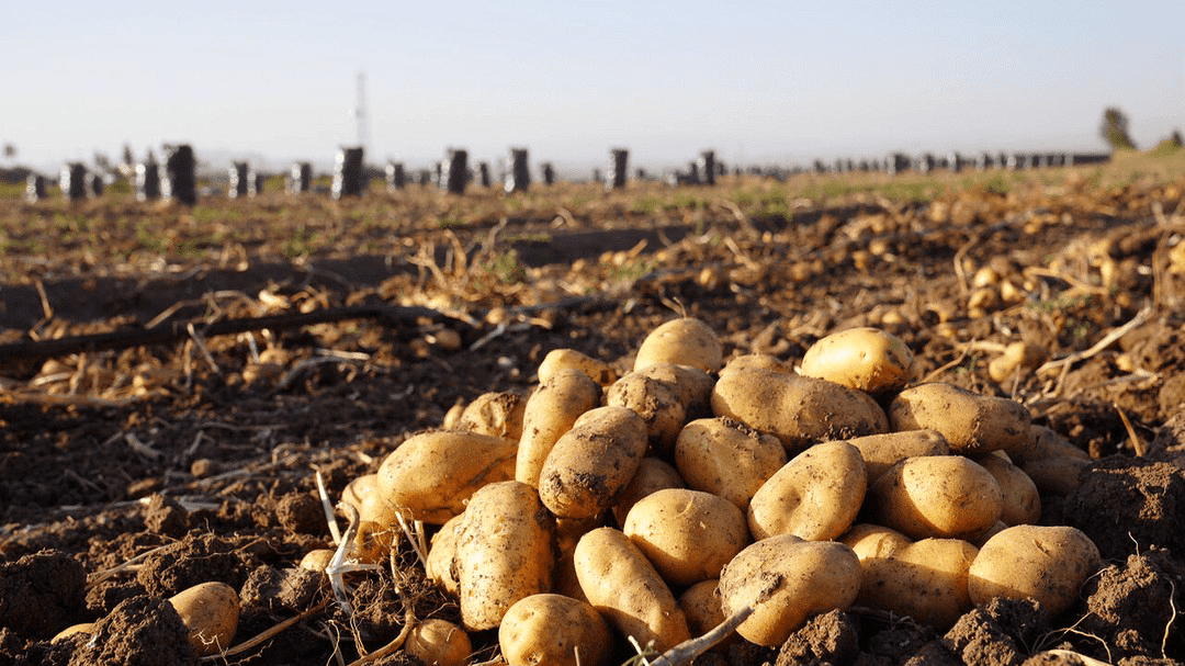 بازرسی و نمونه‌برداری از سردخانه‌های سیب‌زمینی بروجن