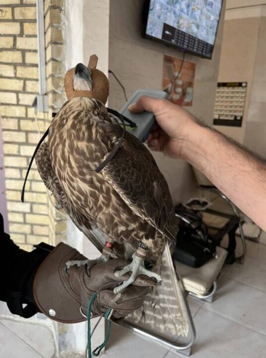 ماجرای سرقت شبانه از کلینیک پردیسان چه بود؟