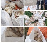 کشف انبار دپوی ۵ تن مرغ فاسد در بندر انزلی