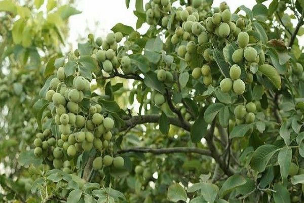 20 میلیارد درآمد از هر هکتار با کاشت ترکیبی گردو و بادام اصلاحشده دیرگل/ مشاوره رایگان خانم باقری 20 میلیارد درآمد از هر هکتار با کاشت ترکیبی گردو و بادام اصلاحشده دیرگل/ مشاوره رایگان خانم باقری