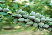 20 میلیارد درآمد از هر هکتار با کاشت ترکیبی گردو و بادام اصلاح‌شده دیرگل/ مشاوره رایگان خانم باقری