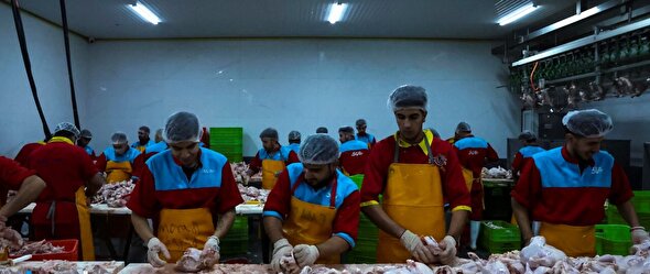 قرارداد حمایتی برای تولید ۲ هزار و ۶۰۰ تن گوشت مرغ در خراسان رضوی امضاء شد