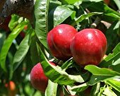 برداشت نخستین شلیل پیش‌رس کشور در میاندورود