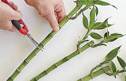 استقبال سبز از بهار