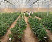 تولید دانش‌بنیان و استراتژیک بذور هیبرید برای تکمیل زنجیره تولیدات گلخانه‌ای در یزد