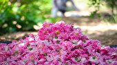 برداشت گل محمدی در شهرستان کارون