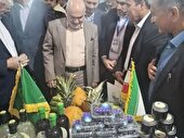 امضای سه تفاهم‌نامه کلیدی برای توسعه زنجیره ارزش خرما در خوزستان