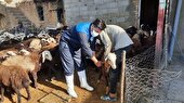 ایمن سازی بیش از ۳۲۰ هزار راس دام بر علیه بیماری تب برفکی
